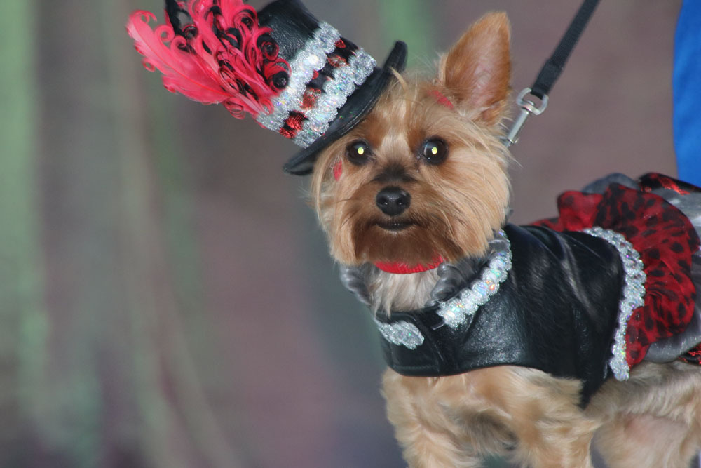 Pet Masquerade 2018 photo - Duval Street, Key West